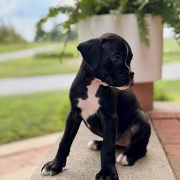 Ruby - Brindle female Boxer puppy in Upper Sandusky, Ohio from Rock Run Homestead