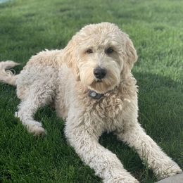 Daphne - Goldendoodle
