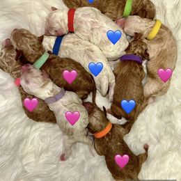 Aussiedoodle and Goldendoodle Puppies from Toledo Creek Doodles