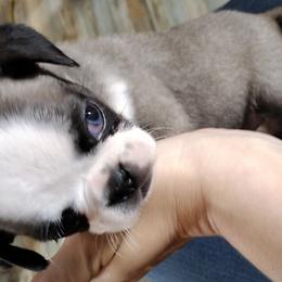 EB - White Pug puppy in Clarksville, Tennessee from Button Maker Farms