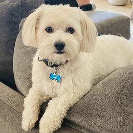 Jax - Havanese