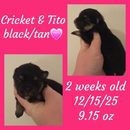 Girl 1 - Black and tan female Pomeranian puppy in Creswell, North Carolina from Grace's Poms🐾💕