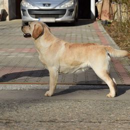 Maggie - Labrador Retriever