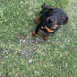 Dachshund Puppies from Broken Diamond J Farms