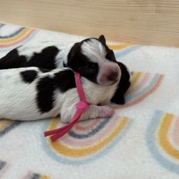Miniature Schnauzer Puppies from MSR Mini Schnauzers