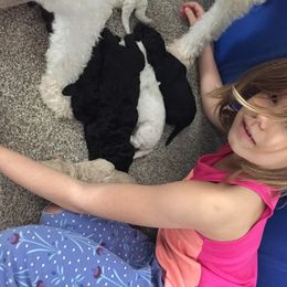 Aussiedoodle Puppies from Epic doodle league