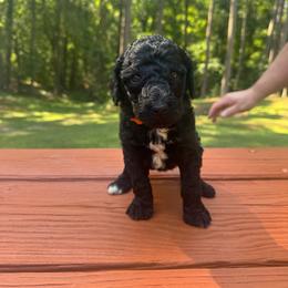 Male 1 - Black male Poodle puppy in Bremen, Georgia from Kelley’s Poodle Patch