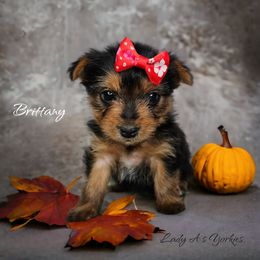 Yorkshire Terrier Puppies from Lady A's Yorkies
