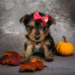 Yorkshire Terrier Puppies from Lady A's Yorkies