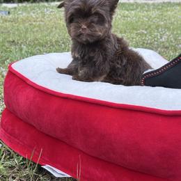 Tiny Dior Dollface - Chocolate and tan female Yorkshire Terrier puppy in North Naples, Florida from Moon Ranch Puppies