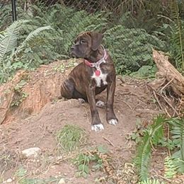 Cane Corso Puppies from King of Kings Cane Corso