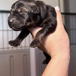 Purple Collar Girl - Sable female German Shepherd puppy in Universal City, Texas from Jaxinhaus German Shepherds