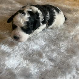 Marbles - Parti male Poodle puppy in Haddam, Kansas from Golden B Acres
