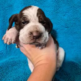 Noelle - White and chestnut female Bracco Italiano puppy in Silver Summit, Utah from Snow Peak Kennel