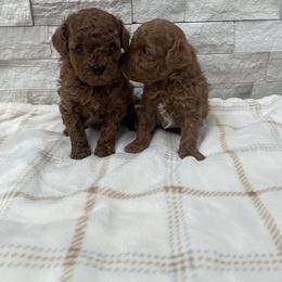 Cavapoo Puppies from Corrington Curls