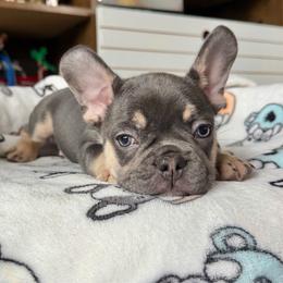 Chance - Tricolors male French Bulldog puppy in Colorado Springs, Colorado from Sun Mountain Frenchies