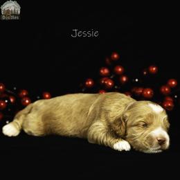 Jessie - Apricot female Australian Labradoodle puppy in Cashmere, Washington from Mountain Home Doodles