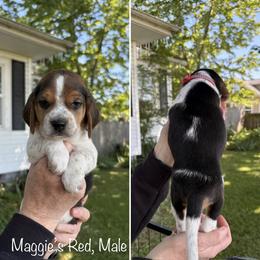 Maggies Munchkin - Black tan and bluetick male Beagle puppy in Brownsville, Oregon from Beagles on the Run