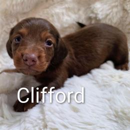 Clifford - Chocolate and tan male Dachshund puppy in Vacaville, California from SchmooterBabies