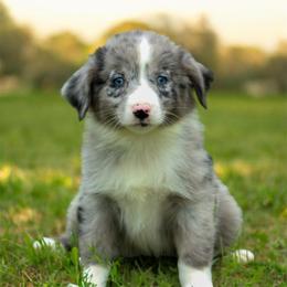 Skye - Blue merle female Miniature Australian Shepherd puppy in Bauxite, Arkansas from J and B Mini Aussies