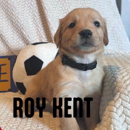 Roy Kent - Golden male Golden Retriever puppy in Salt Lake City, Utah from Soaring golden retrievers