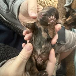 Clarice - Dapple female Dachshund puppy in Batavia, Illinois from Sandra's Dachshunds