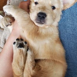 Golden Retriever Puppies from Magnolia Hill Golden Retrievers