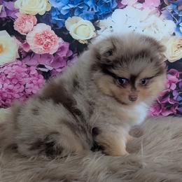 Latte - Chocolate merle male Pomeranian puppy in Fultonville, New York from Sandy Aussies & Pomeranians