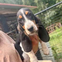 Boy 2 - Black tan and white male Basset Hound puppy in Clinton, Tennessee from High Hopes Hounds