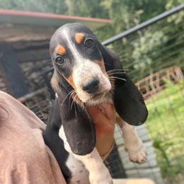 Boy 2 - Black tan and white male Basset Hound puppy in Clinton, Tennessee from High Hopes Hounds