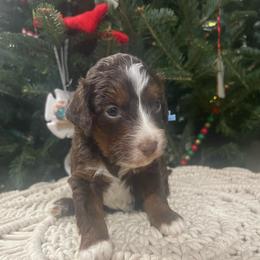 John Deere (J.D.) navy collar - Red tri-color male Aussiedoodle puppy in Mouth Of Wilson, Virginia from HoneyBunn Doodle Co.