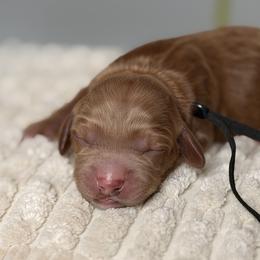 Boy 3 - Red male Australian Labradoodle puppy in Citrus Heights, California from Elite Blend Labradoodles