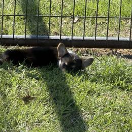 Pixie - Black and tan female American Corgi puppy in Decatur, Texas from Bar S Corgis