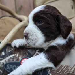 English Springer Spaniel Puppies from White Pine Springer Spaniels
