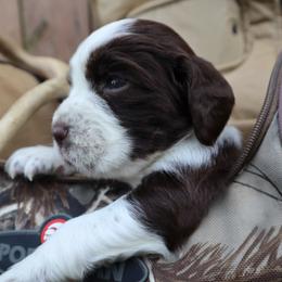 English Springer Spaniel Puppies from White Pine Springer Spaniels