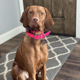 Pepper - Vizsla
