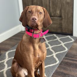 Pepper - Vizsla