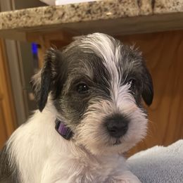 Purple collar girl - Black female Miniature Schnauzer puppy in Flintstone, Georgia from Lovey Mini Schnauzers