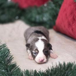 Camo - Blue merle male Toy Australian Shepherd puppy in Killen, Alabama from Wilkers Wholehearted Mini Aussies