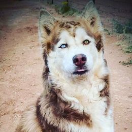 Saphira - Siberian Husky