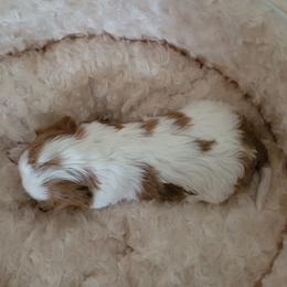 Puppy 1 - Blenheim male Cavalier King Charles Spaniel puppy in Spokane Valley, Washington from Olga's Cavalier King Charles Spaniels