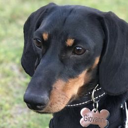 Dachshunds from DeLorenzo Dachshunds