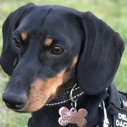 Dachshunds from DeLorenzo Dachshunds