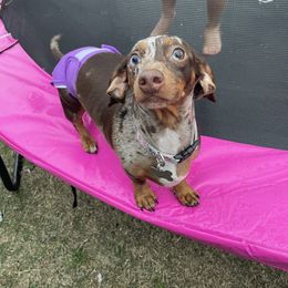 Kahlua - Dachshund