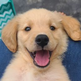 Golden Retrievers from Piedmont Golden Retrievers
