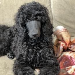 Poodle Puppies from Domara Standard Poodles