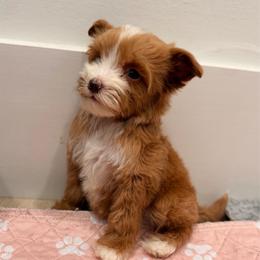 Edward - Caramel male Australian Labradoodle puppy in Nashville, Tennessee from SF Australian Labradoodles