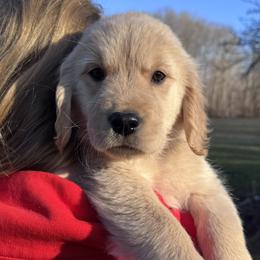 Teal Girl - Golden female Golden Retriever puppy in Silver Lake, Indiana from Seven Hills Goldens