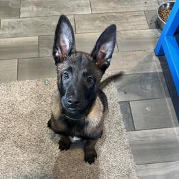 Raiden - Mahogany male Belgian Malinois puppy in Lakeville, Indiana from Focused Obedient Belgian Malinois