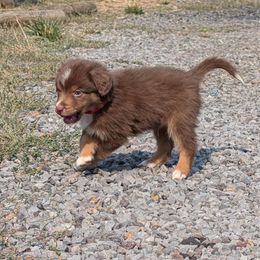 Raymundo - Red tri male Miniature Australian Shepherd puppy in Bend, Oregon from Wonderland Aussies